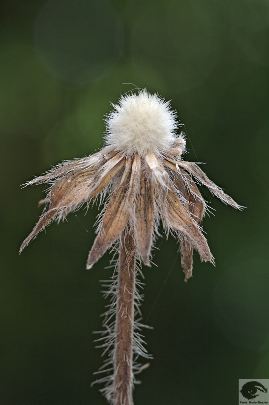  MG 3616 welke Blumen